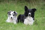 BORDER COLLIE 1570